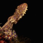 underwaterlife-8 underwaterlife-8