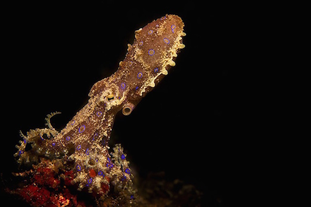 underwaterlife-8