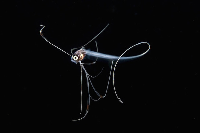 underwaterlife-9