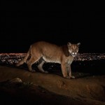 wild_animals1