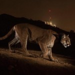 wild_animals2