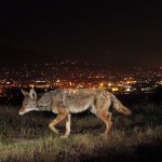wild_animals3