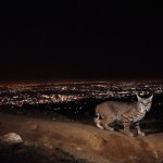 wild_animals4