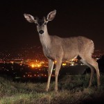 wild_animals5