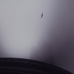 Birds-2