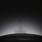 Birds-3