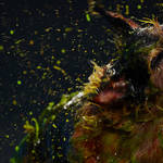 Canismo_05