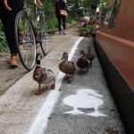 DucksLanes3