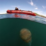 Jellyfish0