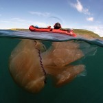 Jellyfish1