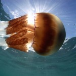 Jellyfish3