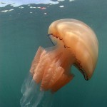Jellyfish5