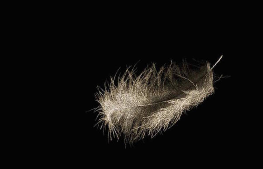 A Floating Feather Shaped by Nude Bodies