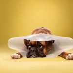 dogcones1