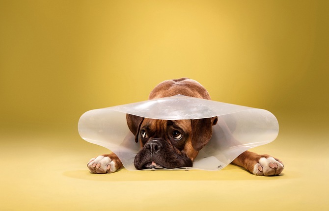 Face Expressions of Dogs in Cones