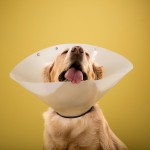 dogcones10