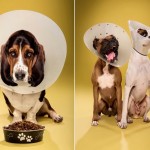 dogcones12