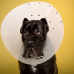dogcones2