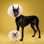 dogcones5