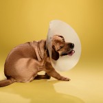 dogcones6