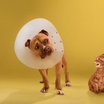 dogcones7