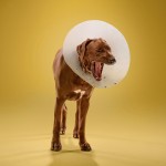 dogcones8