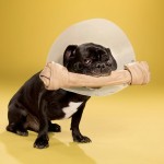 dogcones9
