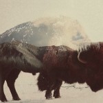 doubleexposureanimals12
