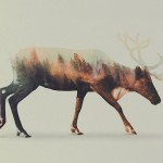 doubleexposureanimals4