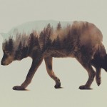 doubleexposureanimals6