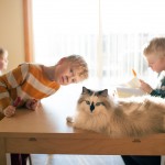 friendshipcatsboys11