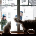 friendshipcatsboys3