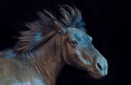 Photographic Tribute to Horses