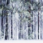 multipleexposures6
