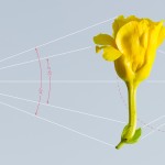 plantgeometry-1