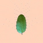 plantgeometry-4