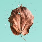 plantgeometry-5