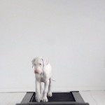 rescuedpuppy2