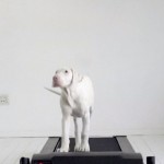 rescuedpuppy3