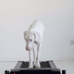 rescuedpuppy5