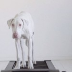 rescuedpuppy6