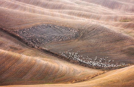 Flock of Sheep in Tuscan Fields Photography