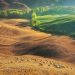 tuscansheeps-11