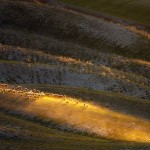 tuscansheeps-3