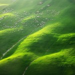 tuscansheeps-6