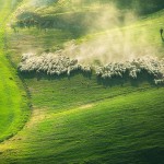 tuscansheeps-9