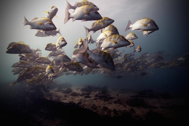 underwater-12 – Fubiz Media