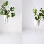 2monstera-0
