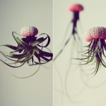 Cathy-Van-Hoang_0
