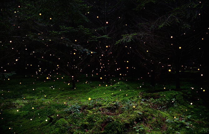 Forests Illuminated with Fields of Stars and Smoke